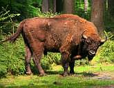 Bavarian Forest National Park, wildife enclosure