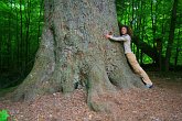 Giant trees in the Bavarian Forest National Park