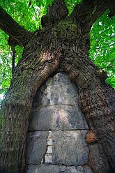 Wall in the Tree